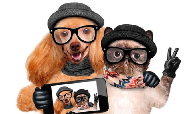 40636677 - dog with cat taking a selfie together with a smartphone.